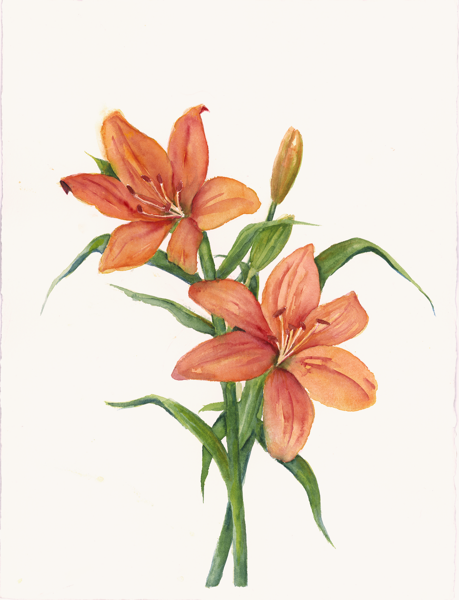 Orange Lillies by Barbara Drayer