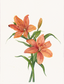 Orange Lillies by Barbara Drayer