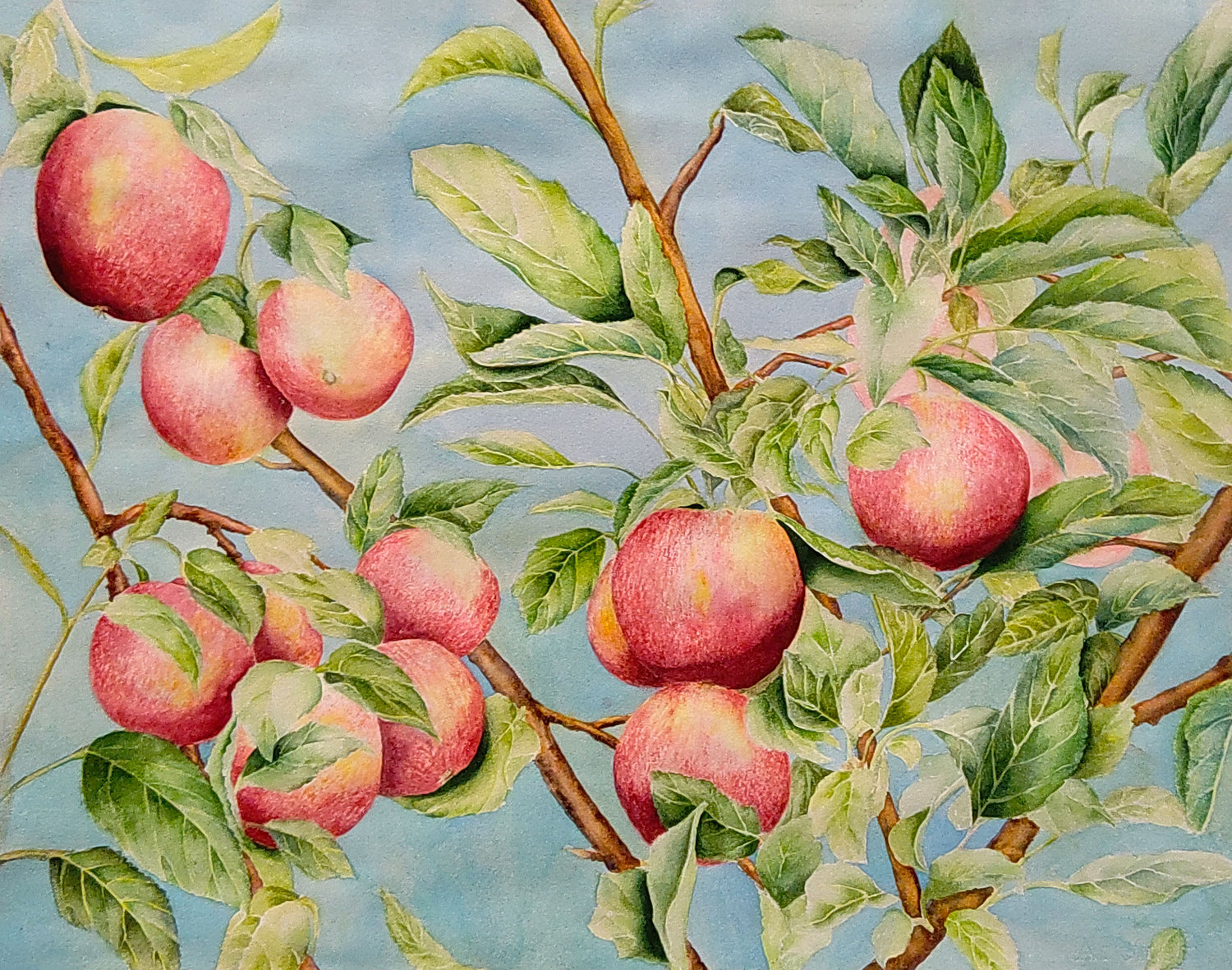 Apples On a Tree by Barbara Drayer