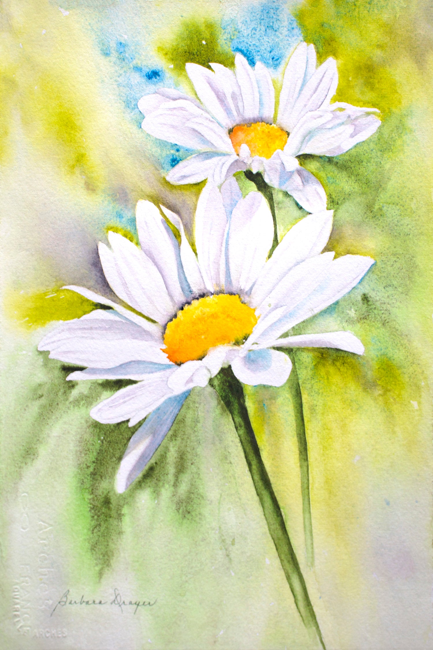 Daisies by Barbara Drayer