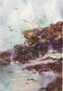 Flying Seagulls by Barbara Drayer