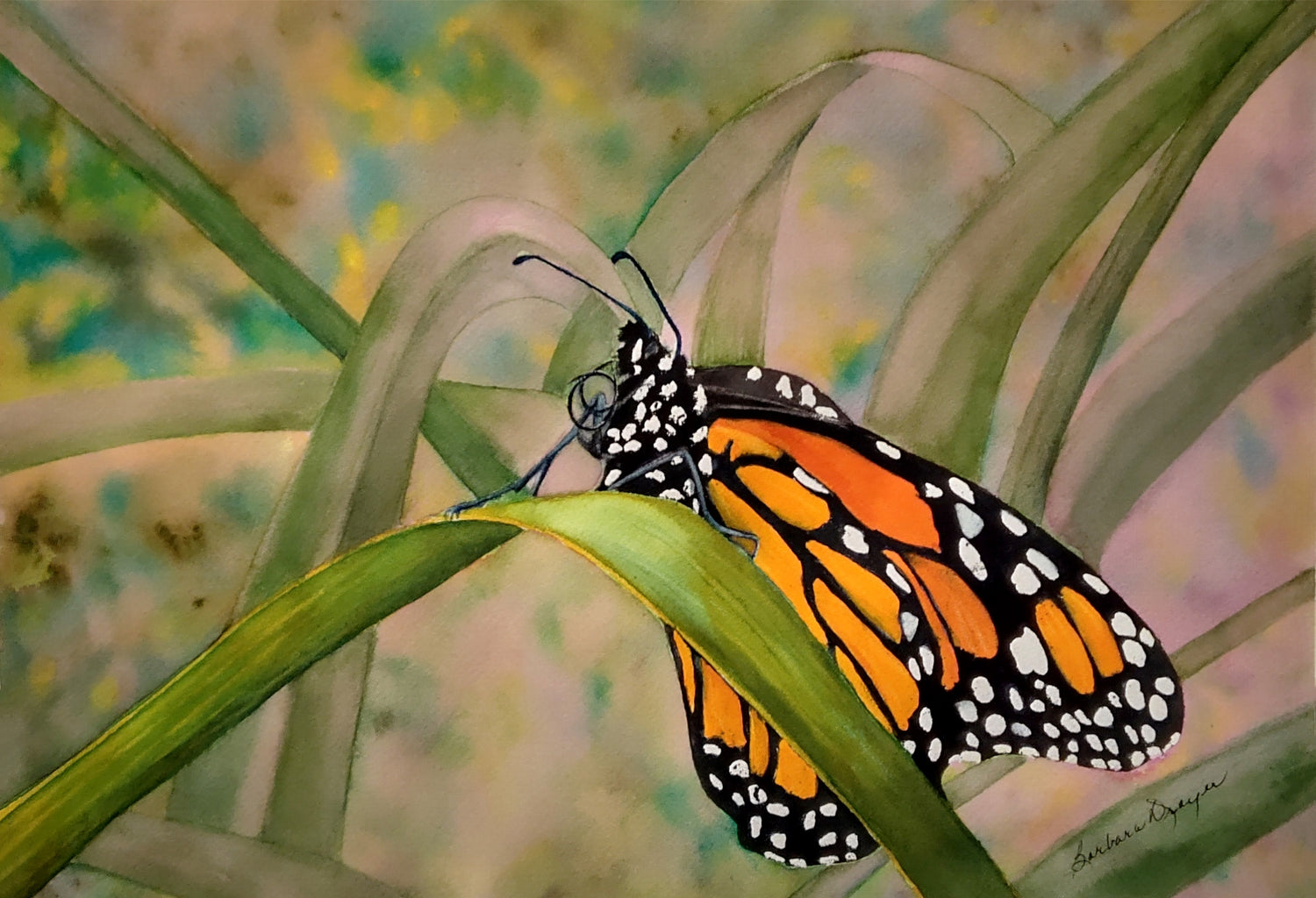 Monarch Butterfly by Barbara Drayer