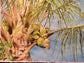 Palm Tree from Little Dix Bay by Barbara Drayer