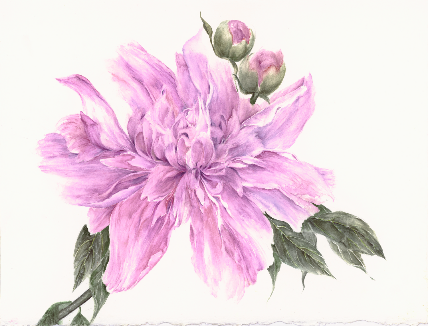 Purple Peony by Barbara Drayer