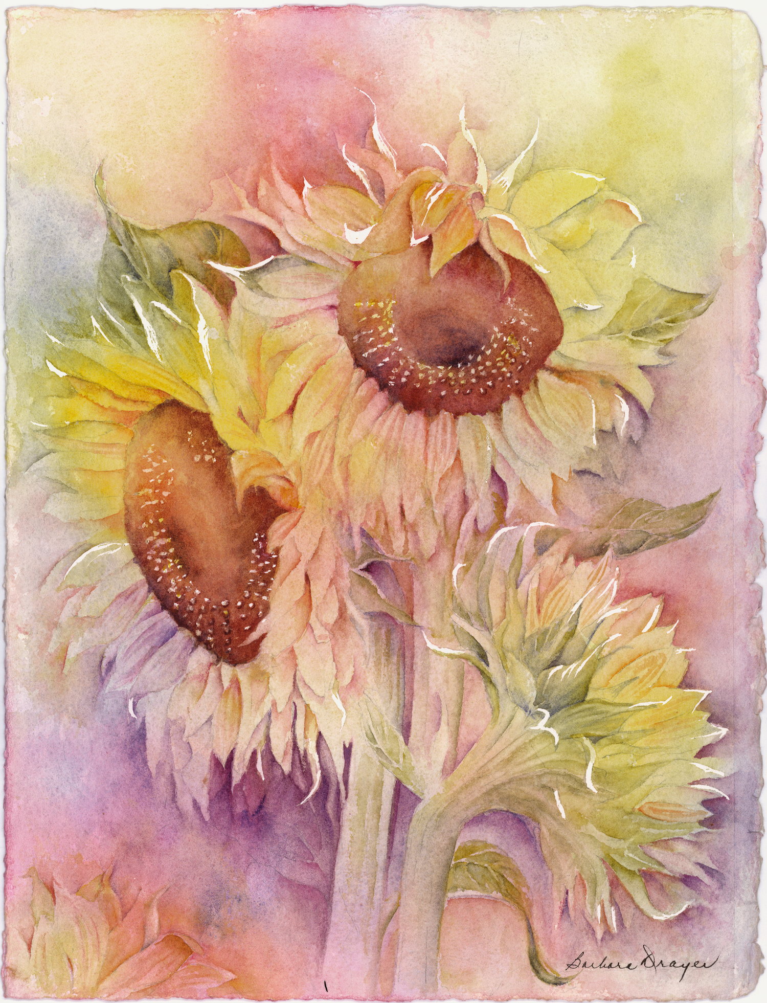 Sunflowers by Barbara Drayer