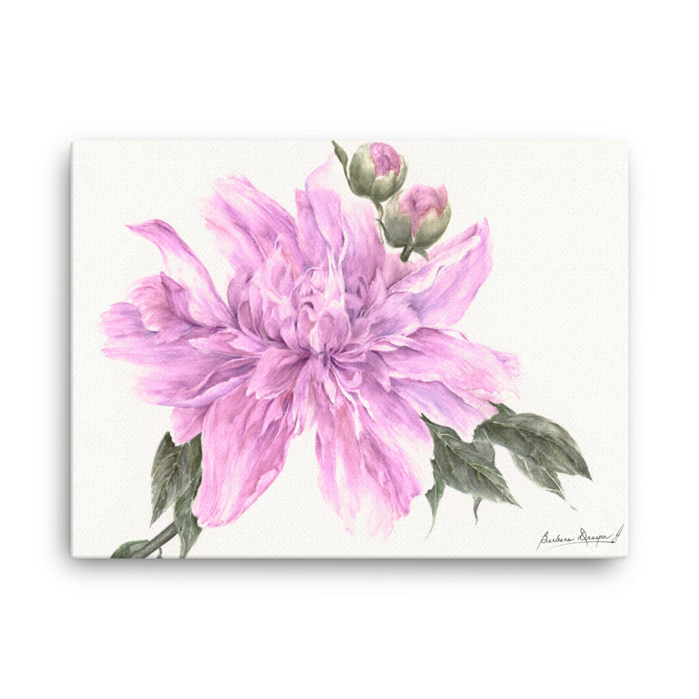 Purple Peony by Barbara Drayer